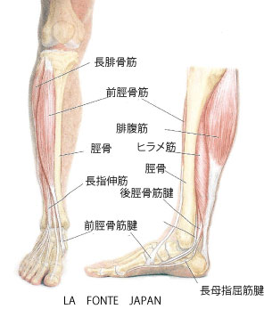 画像の説明